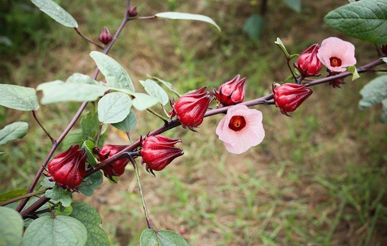Gieo hạt giống atiso đỏ theo luống