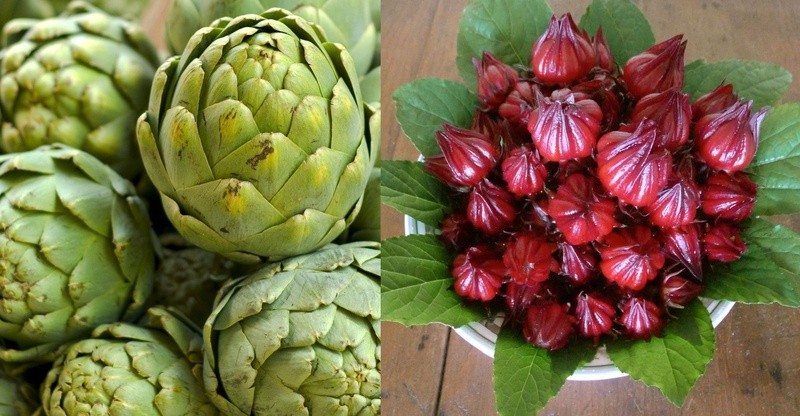 Quả (đài hoa) atiso đỏ hibiscus chín mọng sau khi trồng