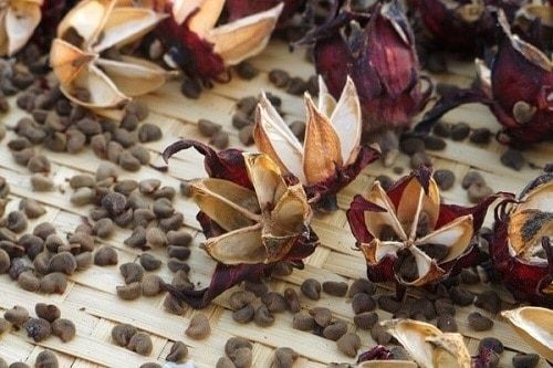Hạt giống atiso đỏ chất lượng để gieo trồng