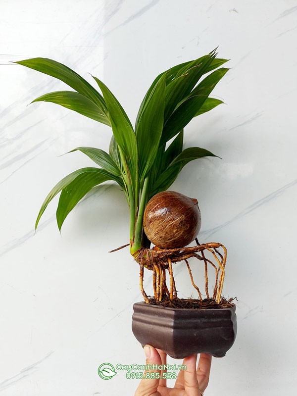 Chuẩn bị gáo dừa để trồng cây dừa bonsai