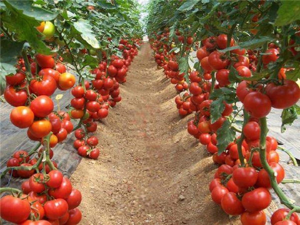 Làm đất và lên luống đúng kỹ thuật để trồng cà chua năng suất cao