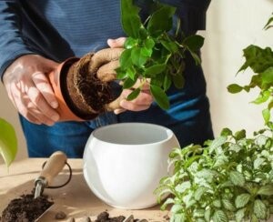 Cách trồng cây cảnh mini trong chậu đất