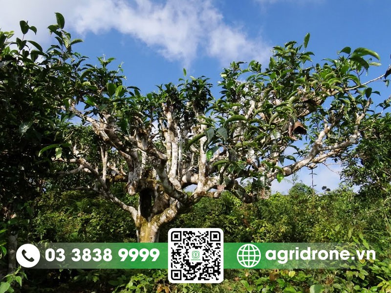 Những cây chè cổ thụ sừng sững trên đồi chè