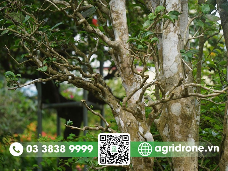 Kỹ thuật trồng cây chè cổ thụ: đặt cây con vào hố