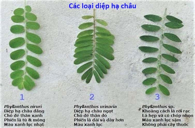Vườn cây chó đẻ răng cưa đang phát triển