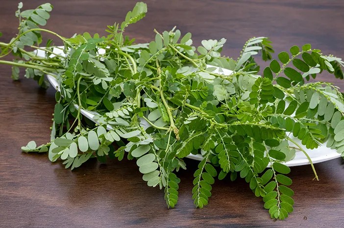 Thu hoạch và phơi khô cây chó đẻ răng cưa