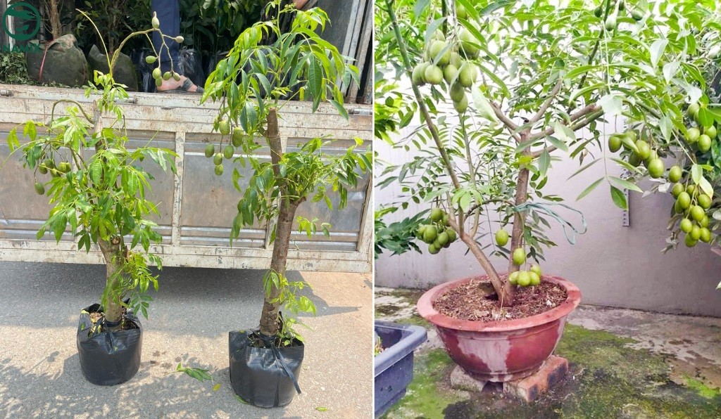 Chiết cành cóc ta để nhân giống