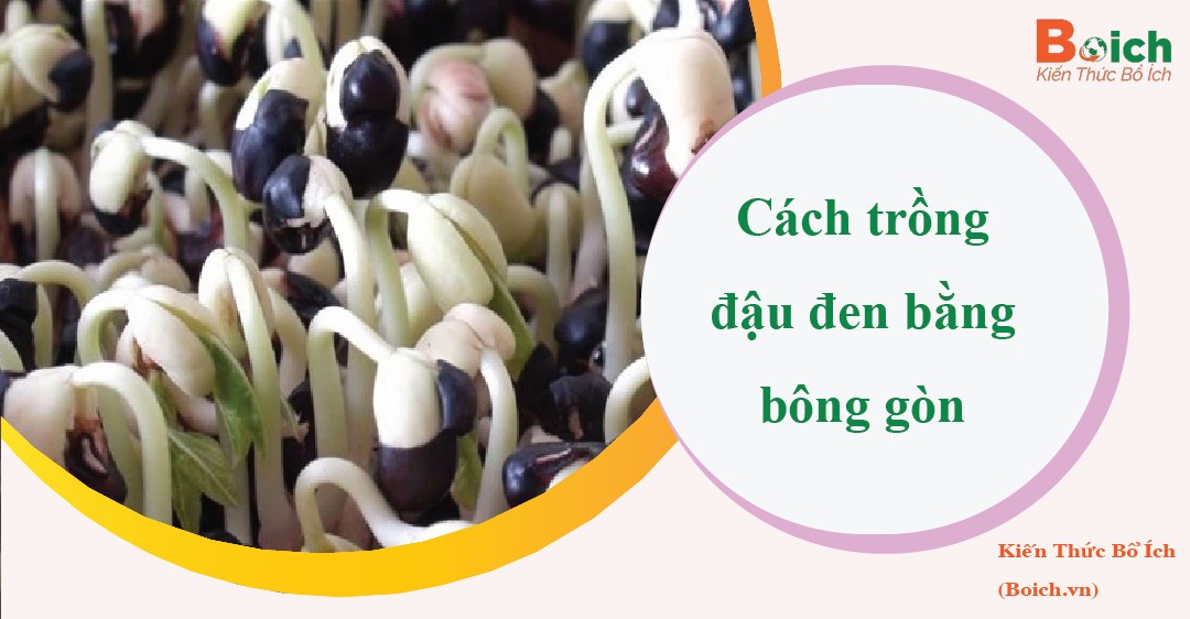 Thiết lập ban đầu cho cách trồng đậu đen bằng bông gòn