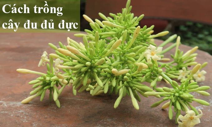 Cây đu đủ đực trưởng thành, ví dụ cách trồng đu đủ đực lấy hoa