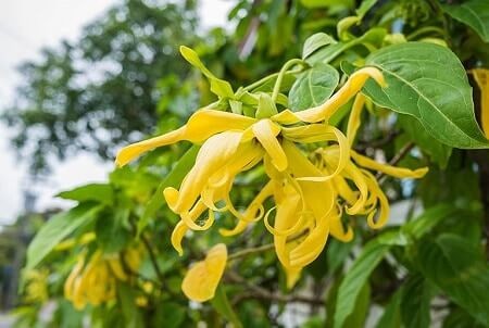 Chậu cây hoa dẻ nở rộ - Hướng dẫn cách trồng hoa dẻ trong chậu