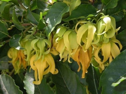 Chuẩn bị đất và chậu để trồng cây hoa dẻ