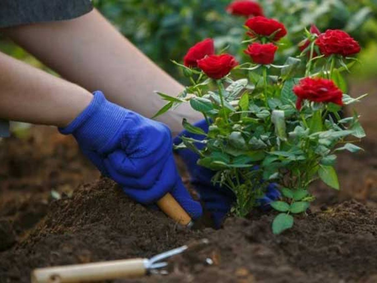 Cánh đồng hoa hồng dưới tác động môi trường