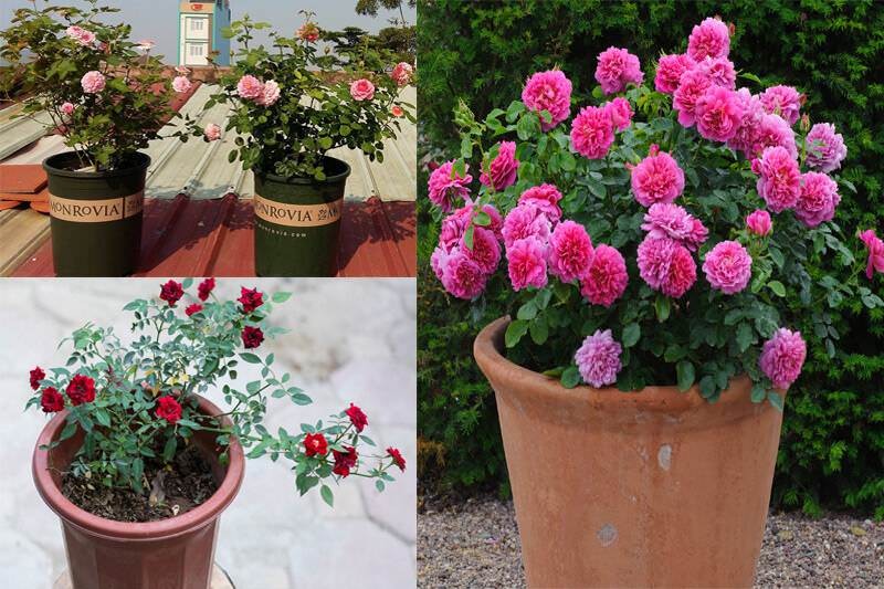 Chọn kích thước chậu phù hợp cho hoa hồng bầu
