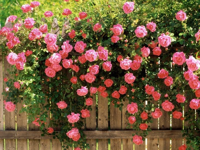 Ảnh hưởng của nhiệt độ đến sinh trưởng hoa hồng bầu
