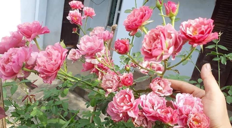 Cây hoa hồng phát triển khỏe mạnh sau khi trồng bầu