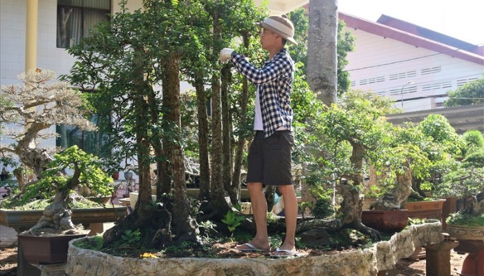 Các bước thực hiện quy trình trồng cây khế trong chậu cảnh