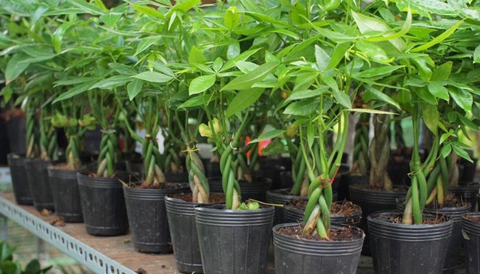 Các bước trồng cây kim ngân từ hạt hoặc cành