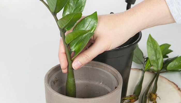 Trồng cây tài lộc bằng cành: Kỹ thuật chọn cành và kích rễ