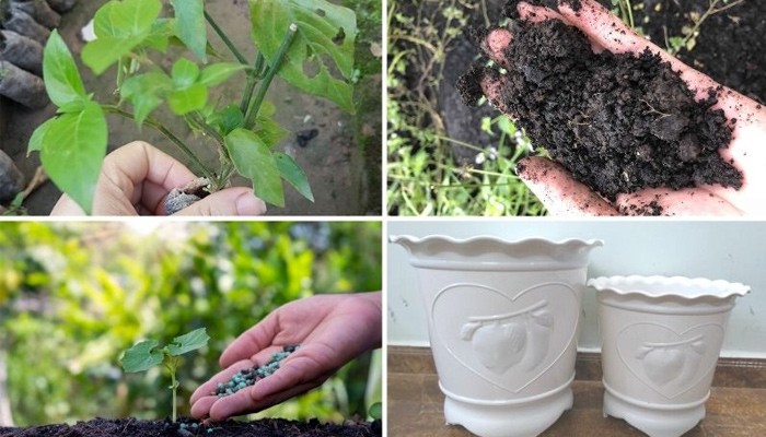 Kỹ thuật trồng cây lá cẩm đơn giản ngay tại nhà