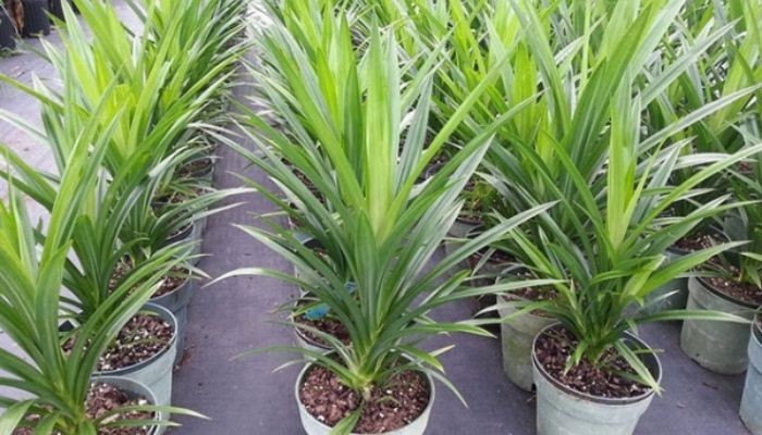 Trồng lá dứa trong chậu có lỗ thoát nước