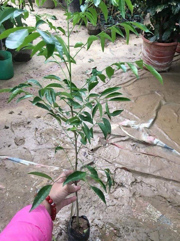 Hướng dẫn chi tiết cách trồng và chăm sóc cây mắc mật