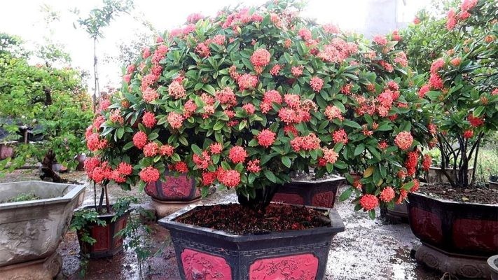 Cây mẫu đơn rừng trưởng thành với bộ rễ phát triển