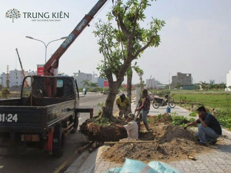 Hình ảnh minh họa đánh giá ưu nhược điểm khi bứng cây trồng