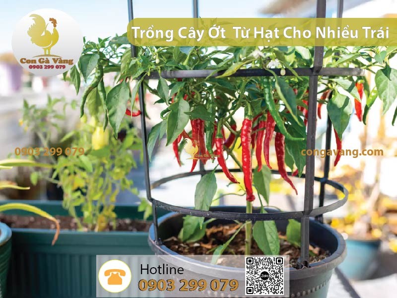 Hạt giống ớt và dụng cụ chuẩn bị trồng cho nhiều trái