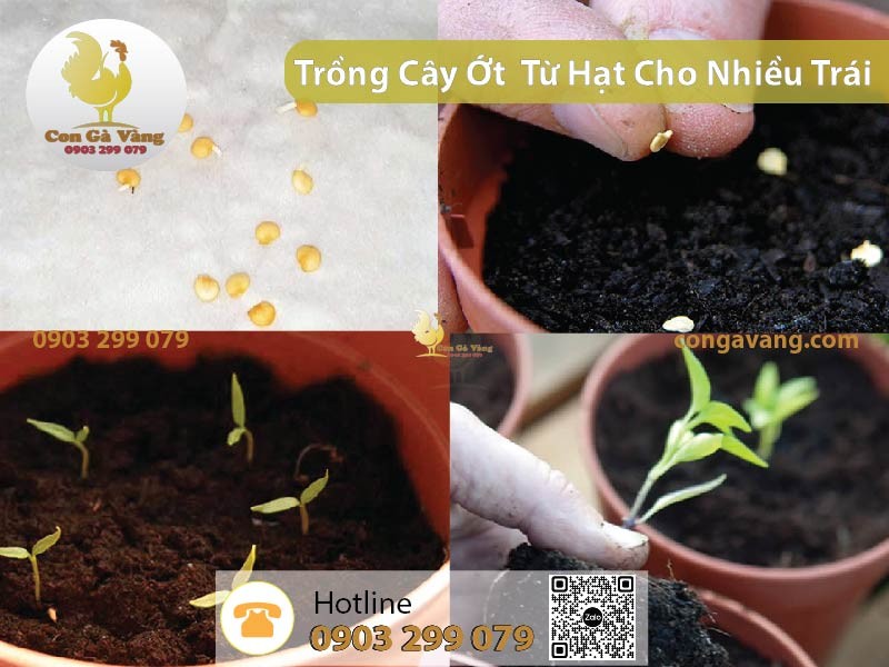 Quy trình ươm hạt giống ớt đơn giản tại nhà