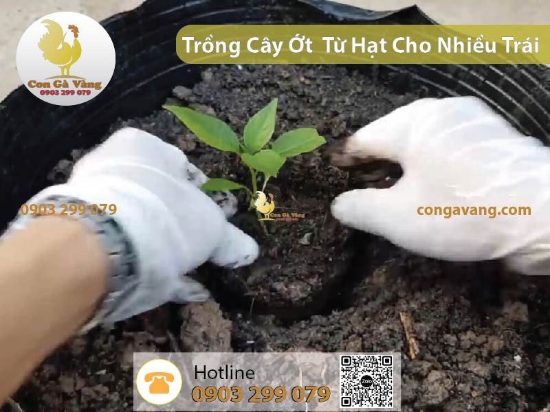 Chọn chậu nhựa phù hợp để trồng ớt tại nhà sai quả