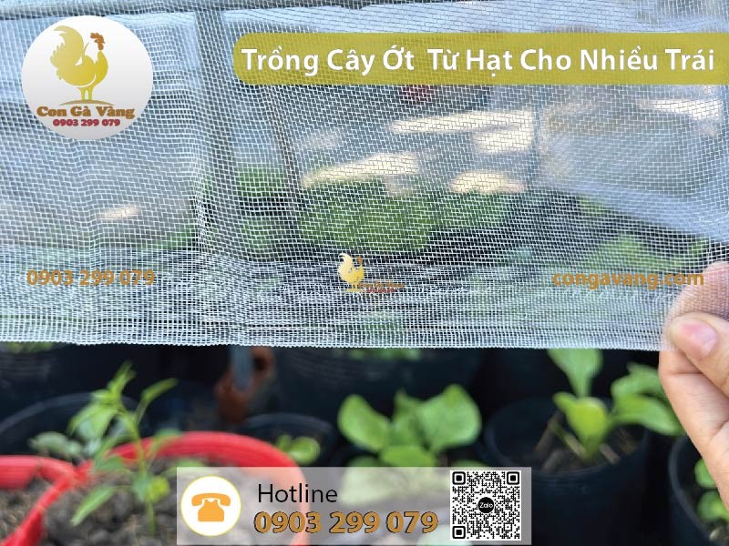Sử dụng lưới chắn côn trùng bảo vệ cây ớt giúp ra nhiều trái