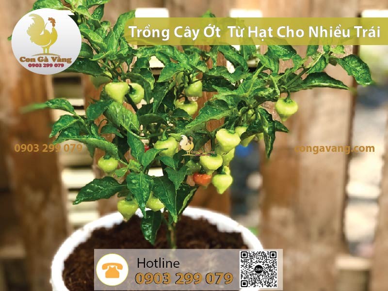Thu hoạch ớt chín từ cây trồng tại nhà