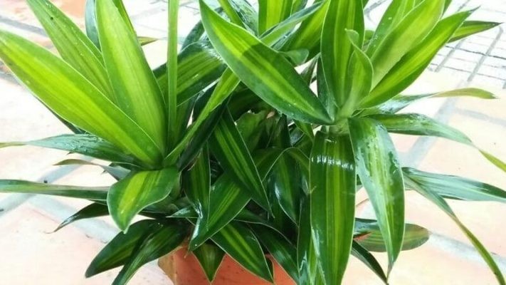 Hình ảnh chi tiết cách trồng cây phát tài thái lan vào chậu