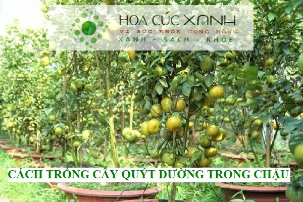 Cây quýt đường sai quả trong chậu, hình ảnh minh họa cách trồng cây quýt đường trong chậu