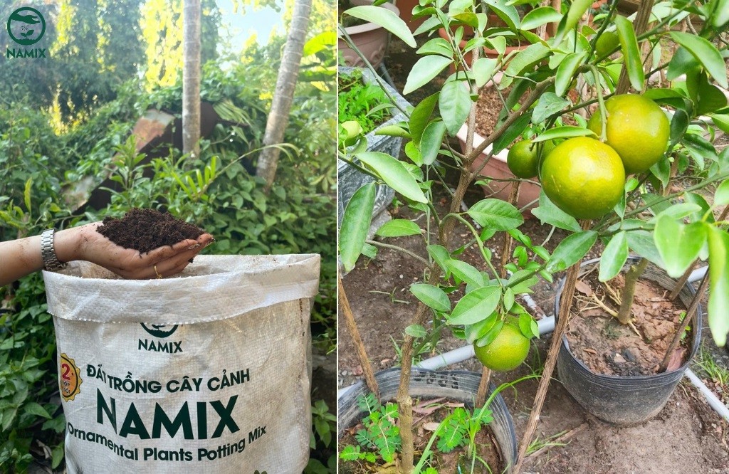 Hướng dẫn các bước cách trồng cây quýt đường chi tiết