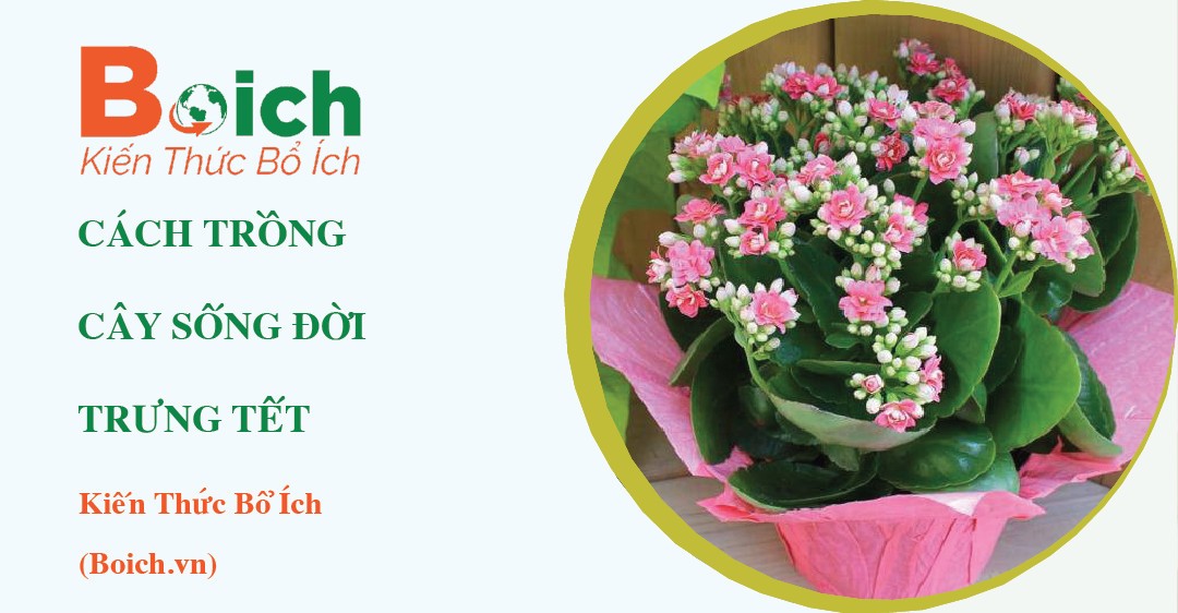 cây sống đời nở hoa đỏ rực rỡ trưng tết