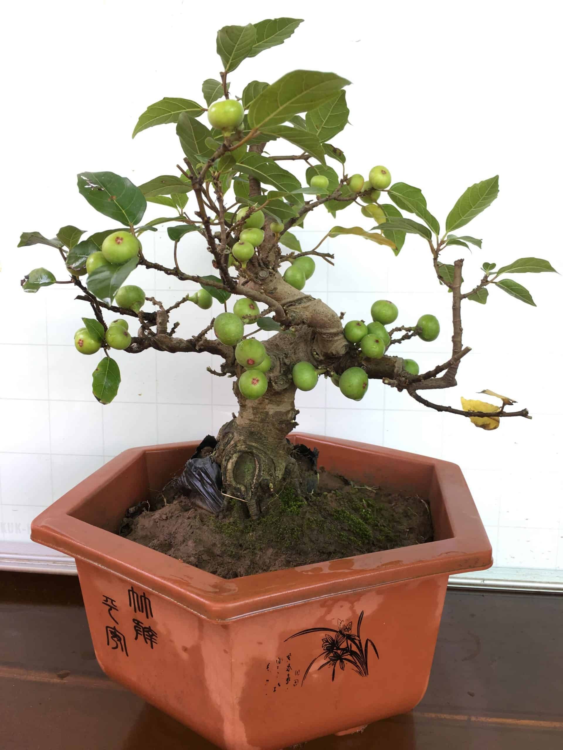 Đất trồng cây sung cảnh nên là loại đất có khả năng giữ ẩm tốt