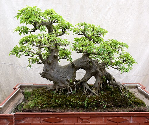 Sung cảnh có thể phát triển tốt ở những nơi có nhiều nước như ao hoặc hòn non bộ