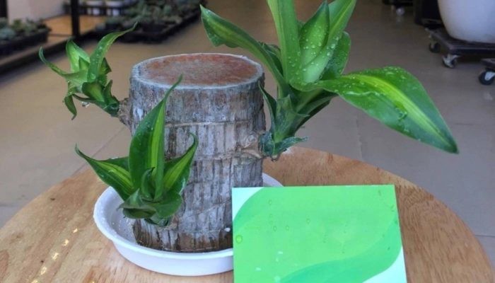 Kỹ thuật trồng cây thiết mộc lan trong nước (thủy canh)