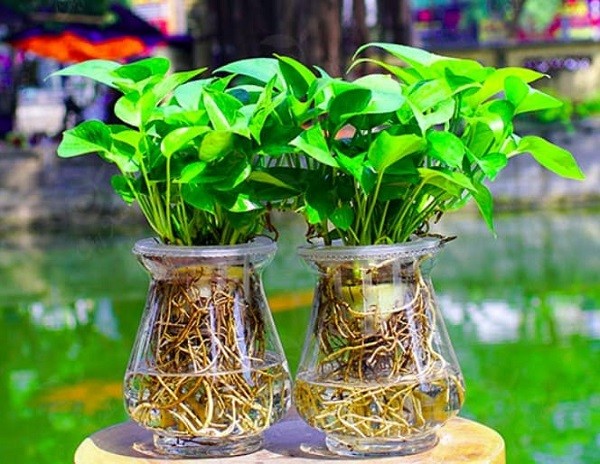Mô tả lợi ích của cây thủy sinh trên bàn làm việc