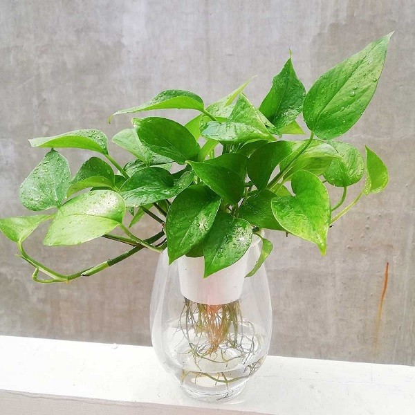 Các dụng cụ và vật liệu cần thiết để trồng cây thủy sinh