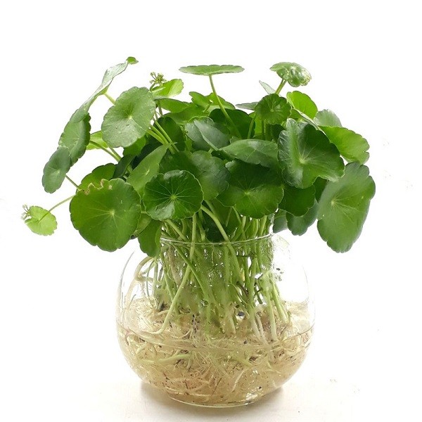 Minh họa kỹ thuật rửa sạch rễ trước khi trồng cây thủy sinh