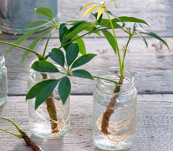 Hình ảnh giâm cành cây cảnh vào bình nước để trồng thủy sinh