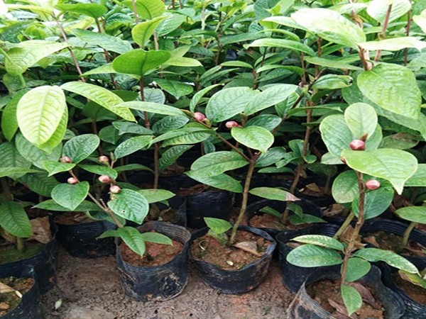 Giống cây trà hoa vàng khỏe mạnh để trồng trong chậu