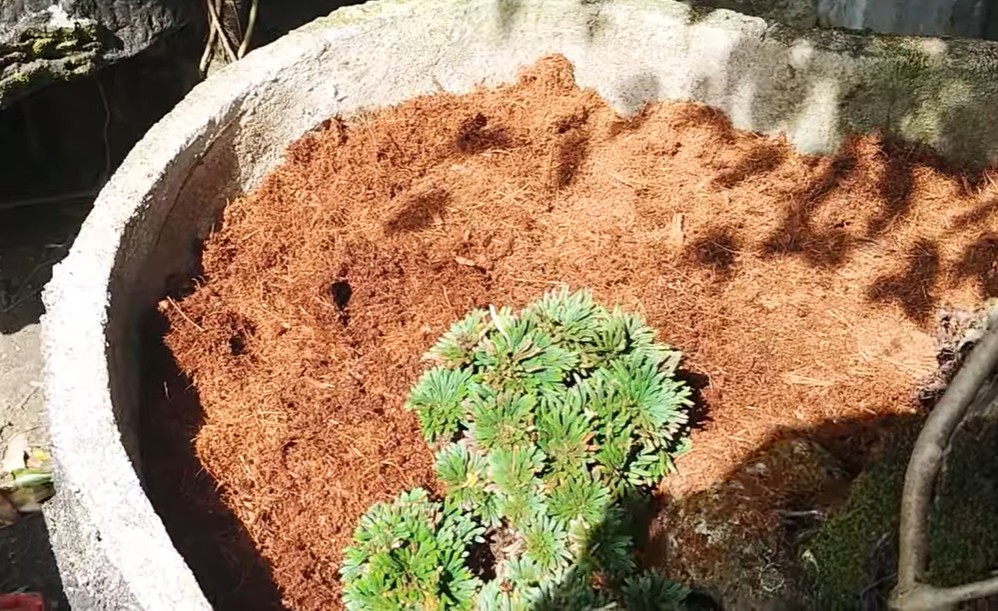 Đưa cây Quyển Bá Trường Sinh vào chậu trồng bonsai mini