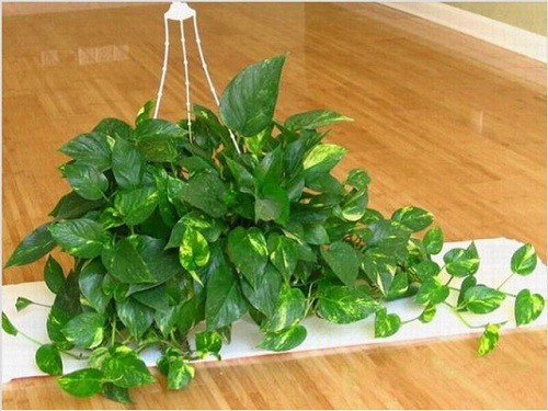 cách trồng cây vạn niên thanh trong nhà chi tiết