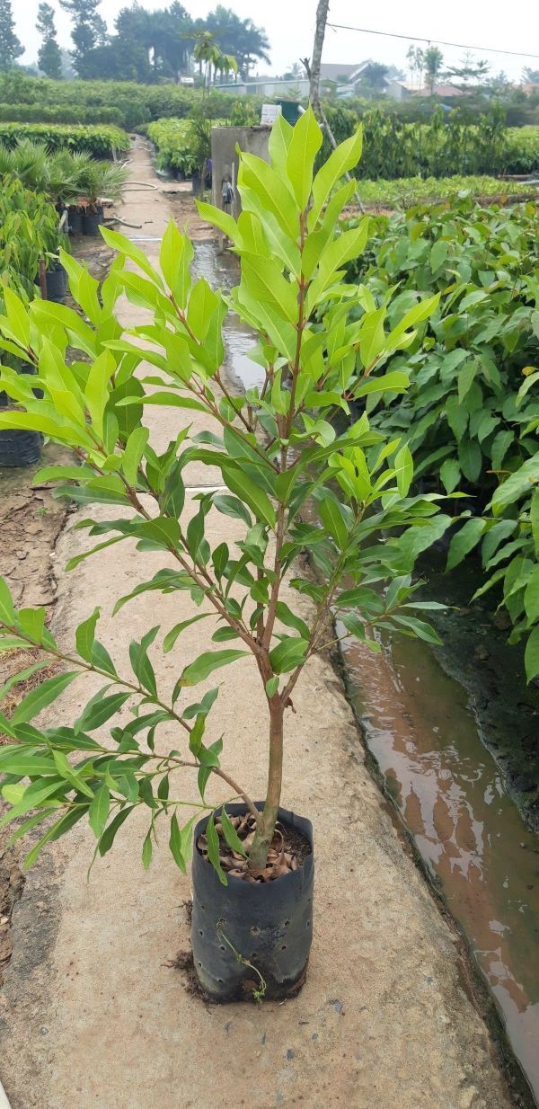 Tay đặt cây vối giống vào chậu chuẩn bị trồng