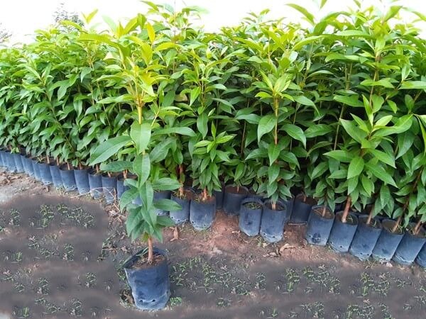Chăm sóc cây vối trong chậu