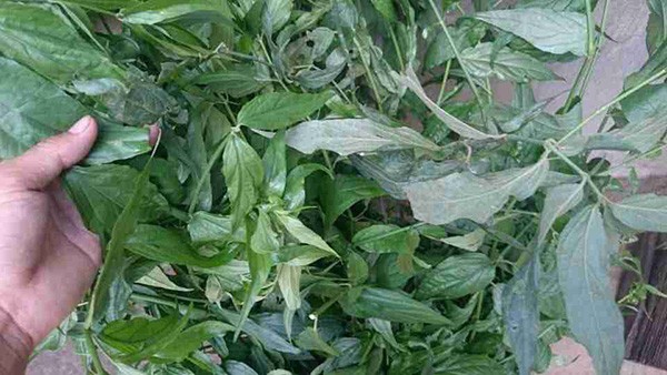 Cây bìm bịp (xương khỉ) mọc dại hoặc trồng tại vườn