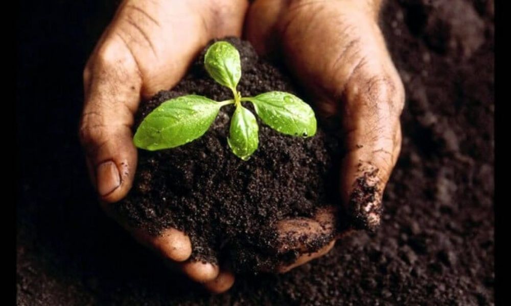 Hỗn hợp đất trồng giàu dinh dưỡng chuẩn bị cho quy trình cách trồng cây chuối cảnh thành công.